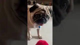 #music #love #coco #pug #lovesong #doglover #ytshorts #shortvideo