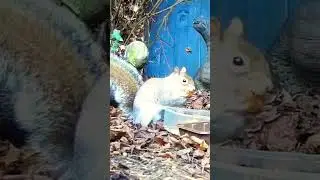 Squirrel Treats