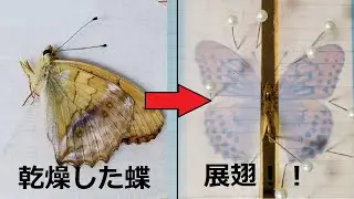 カラカラに乾燥してしまったチョウを標本にする方法。