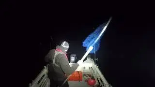 A nice fish uptiding tonight. out from sunderland marina.