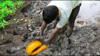 Amazing Man Catching Big Eel Under Mud | Primitive Eel Catching By Hand in Dry Season