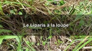 Le liparis &agrave; la loupe