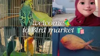 اجيو معايا لسوق الطيور شوفو اشنو شريت😍🦜#birds #budgie_videos #budgies #lovebirds #fyp 