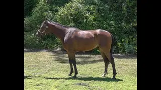 (C) Goldencents/Thigh High Boots
