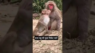 सास बहू की सिक्रेट बातें ll #monkey #animals #shorts