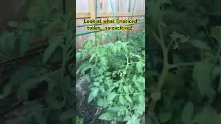 Red Snapper Tomatoes in my Zone 9b Home Garden Week 8 From Seed Sowing