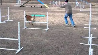 Dog Max Inc Agility Class Jan 4, 2011f