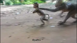 Sad but Real Hunger Drives Mother Monkey Katrina to Take Food from Baby Kandra