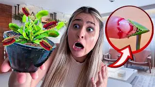 COMPREI UMA PLANTA CARNIVORA E O PIOR ACONTECEU!! *ELA ME ATACOU*