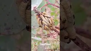 Sawflies In Australia (Part 1) #nature #travel #australia #cruise #garden #conservation #wildlife