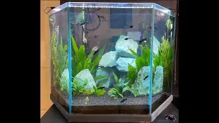 I restarted my 60 gallon Hexagon Fish tank to grow more plants!