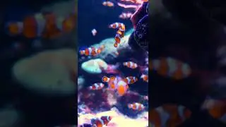 [Video] Into the sea