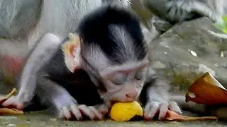 Innocent Poor Baby Monkey Jody Look Hunger Till close Eye Eat Wrong Food ,