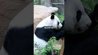 GIANT PANDA: Secrets of the World's Most Adorable Bear