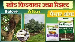 Indiagro Bhuastra & Grow Magic Best Result | खोड किड्या वर उत्तम रिझल्ट | Mango Tree Result