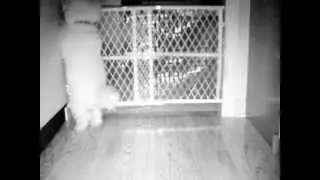 Night Vision Cam: How my dog escape
