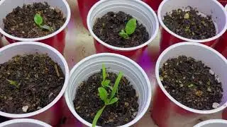 What are cotyledon leaves  Quick overview of starter leaves   Spinach Example