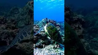 Snorkeling with 6 Turtles in Moalboal Cebu! 🐢🤿 Underwater Scooter Adventure