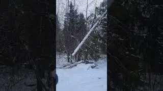 The spruce tree that was broken by the storm only came down when I sawed 2 willows