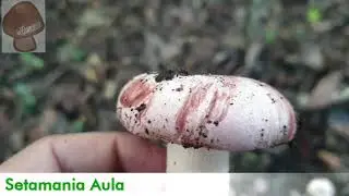 Hygrophorus russula: Conociendo a la Seta Escarlata | Setamania Aula