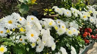 January month garden overview 🥰|| terrace garden overview 