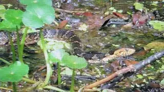 Big watersnake hunting for food in a spring in The Villages, Florida