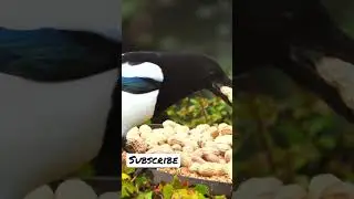 The size is too LARGE ,try another one 🐦🥜 #animalsounds #soundofanimals