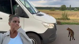 Bali möchte anscheinend überfahren werden… 🤨