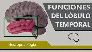 Comportamientos Controlados por el L&oacute;bulo Temporal