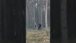 Дикие медведи по пути на дачу / Wild bears on the way to the dacha
