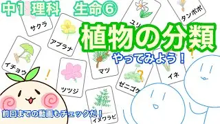 【中1理科b6】植物の分類！やってみよう！【それぞれの特徴を要チェック】