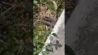 A snake shedding its skin off