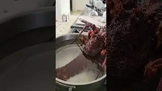 spiderfish