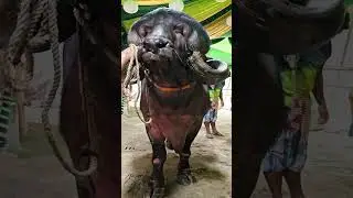 Jafarabadi bull
