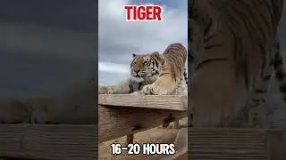 The laziest animals pt2😴#lazy #sleep #facts #shortsfeed #fypage #viralshort #shorts #viral