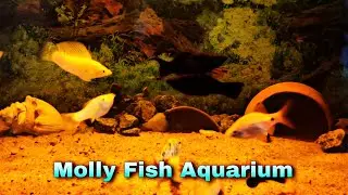 Molly Fish Aquarium Setup 3 Feet Tank | Molly Fish Aquarium Setup In Hindi