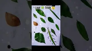 🌿 Trick for kids 😱#shorts #shortsviral #trending #ytshorts #leaf #leafart #viral #viralshort #new