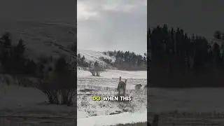 Terrifying Moment: Grizzly Bear Attacks Car on Drive! 🐻🚗