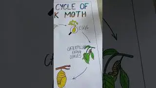 chart on life cycle of silk moth 🐛🦋