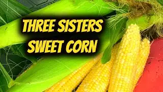 Three Sisters Sweet Corn, How to Grow...