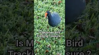 Why Moorhen Bird Looks So Happy? #shorts