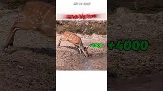 deer sleed rocket 🚀 #shorts #viral #youtubeshorts #facts