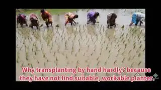 Why most rice farmers are still transplanting by hand?