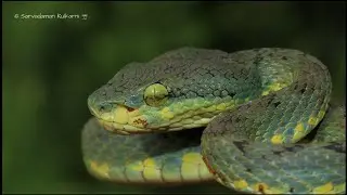 Bamboo Pit Viper #snake #reptiles 