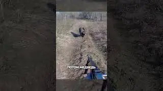 Внезапная встреча с медведем 🐻