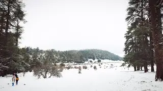 Peaceful Snowy Forest Walk | Relaxing Nature Sounds, No Music