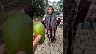kasih buah alpukat