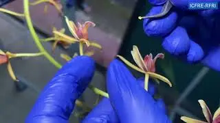 Artificial Pollination in Cymbidium aloifolium
