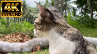 Beautiful cat cinematic video 4K 60FPS