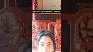 this is how a plant grows very fast 😂🌱#shorts #viralvideo #growops #growsomething